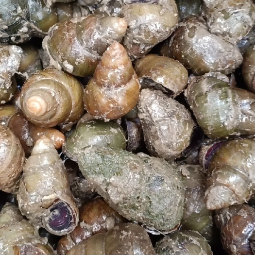 泰兴市专业批发淡水螺蛳。薄壳肉嫩。纯手工操作