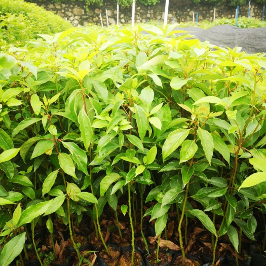 广州 供应香樟袋苗