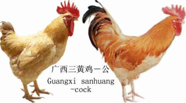 南宁 三黄鸡苗 品种优良，价格优惠，包疫苗，包技术指导
