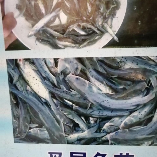 广州 钳鱼苗