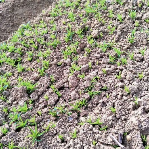 阳朔县毛桃苗 10cm左右