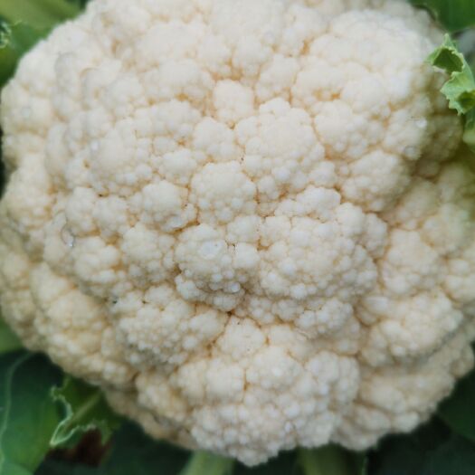 道真县白面青梗紧花  精品花菜大量上市