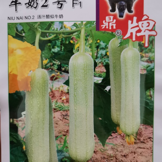 夏邑县鼎牌牛奶2号丝瓜种子，早熟短棒型，果皮半光型，口感特别嫩滑