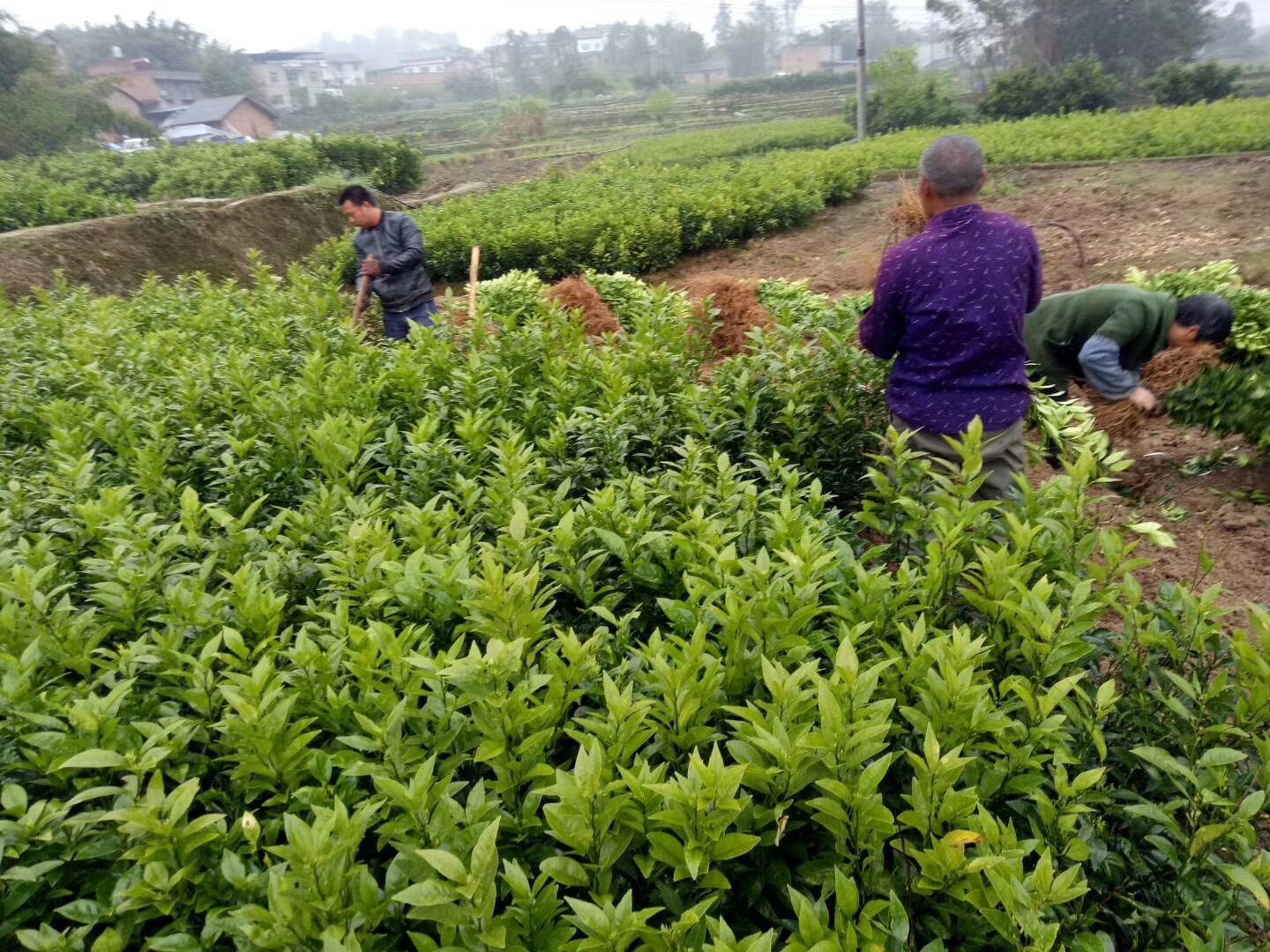  不知火苗，丑橘，凸顶柑橘，基地直销价格美丽