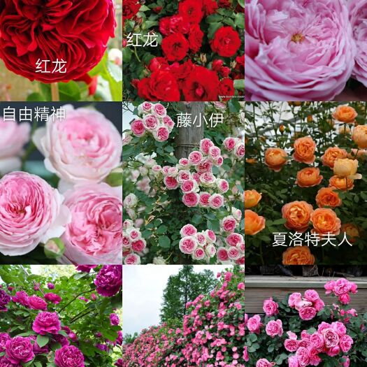 大花月季