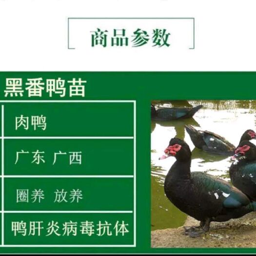 南宁 大种黑番鸭苗活体鸭苗西洋鸭苗旱鸭苗红脸鸭苗水鸭苗麻鸭苗土鸭苗