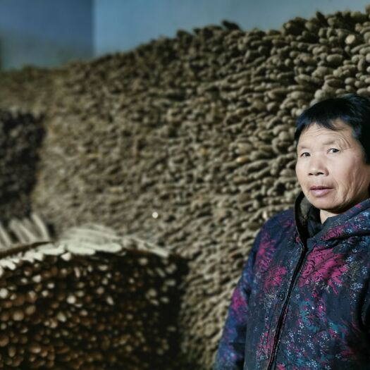 高阳县小白嘴白山药 保定高阳县布里村段志伟出售白嘴4万斤（大约90cm）