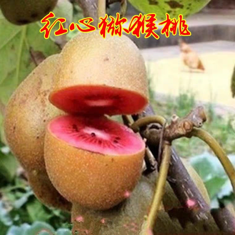 平邑县猕猴桃苗  红心弥胡桃苗质量保证品质优良保湿发货基地直供南方种植