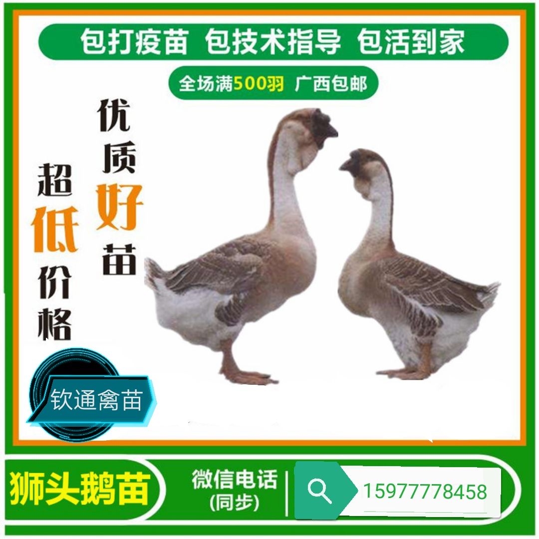 狮头鹅苗