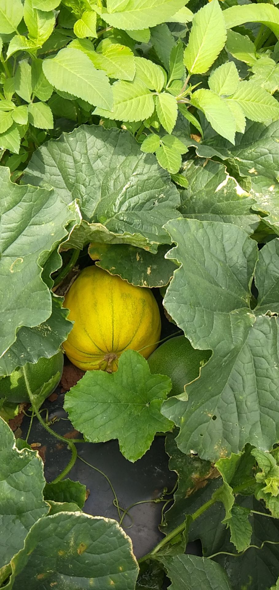 脆瓜 本人在海南种丑八怪香瓜,属于海南的一个新品种,清香可口