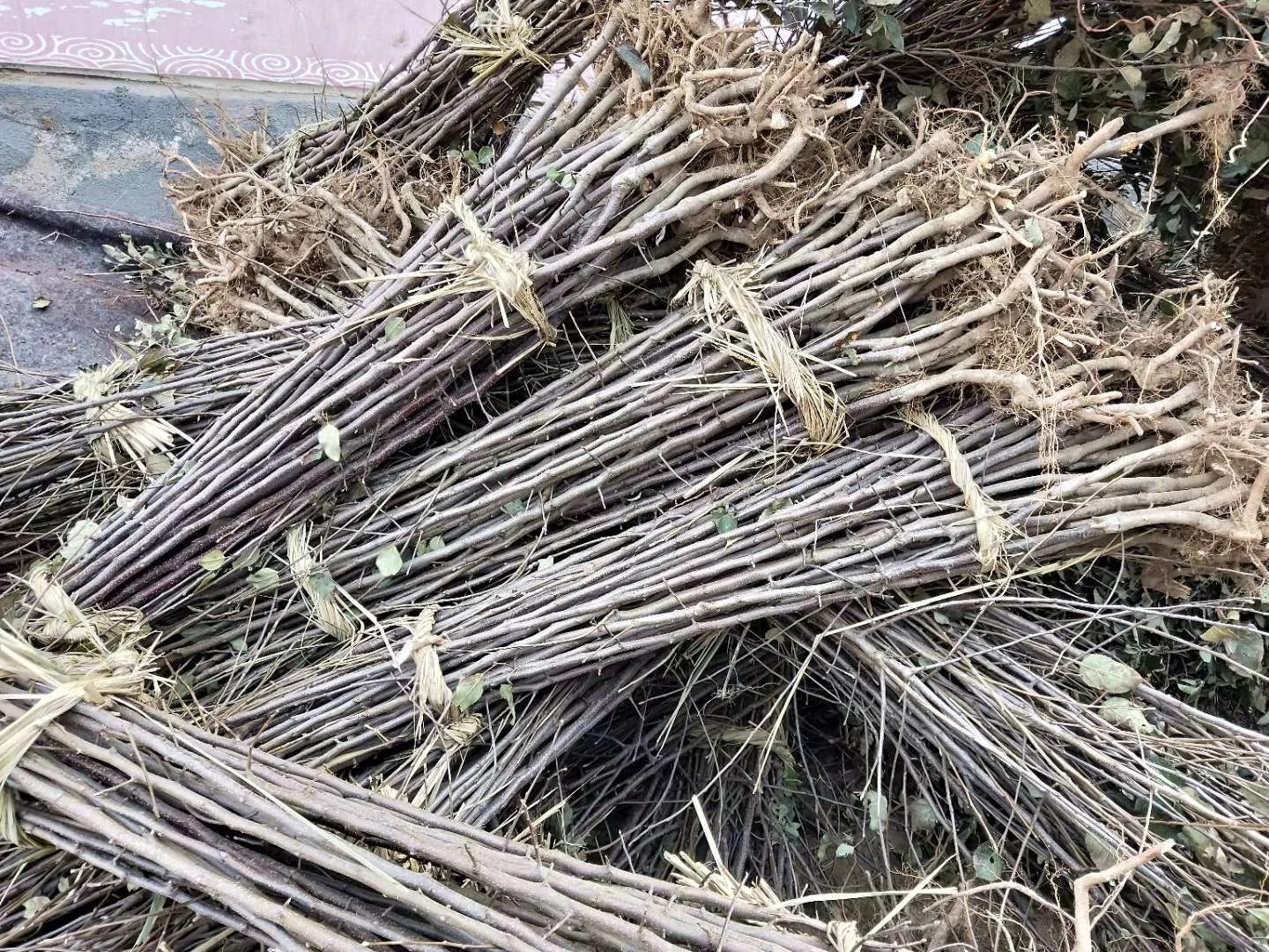 维纳斯黄金苹果苗  维纳斯黄金苹果树苗
