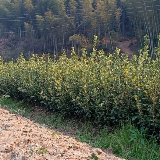 分宜县长林系列油茶 长林高产油茶苗，4号 ，  40号，   53号