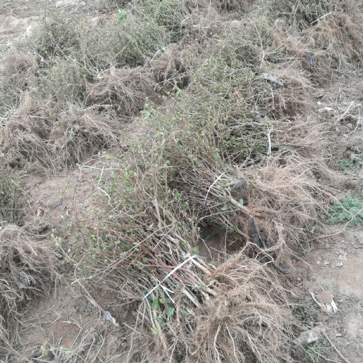  四季树形金银花苗（大毛花）