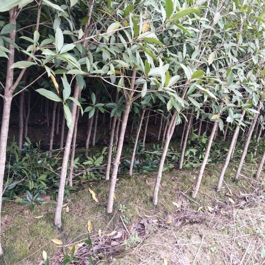东安县黄金桂花树 需要的联系我，优惠处理