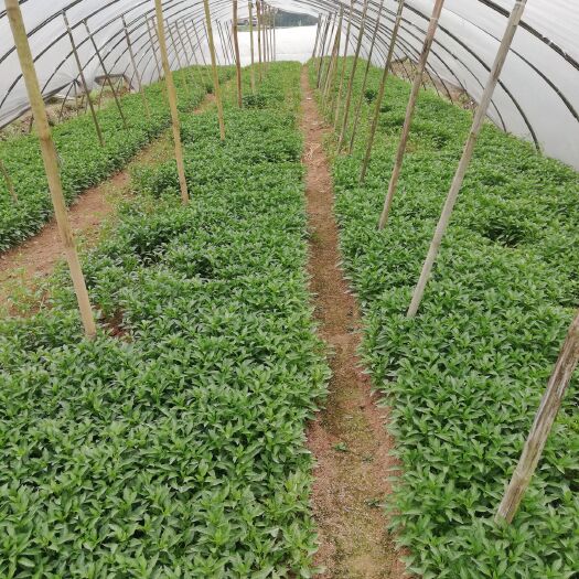 合江县尖椒苗  辣椒苗 小米辣 二荆条 茄子苗