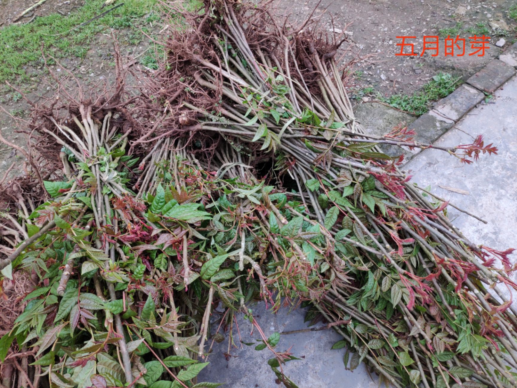 红油香椿苗 四川大竹县香椿母本源基地巴山红香椿三月初起苗