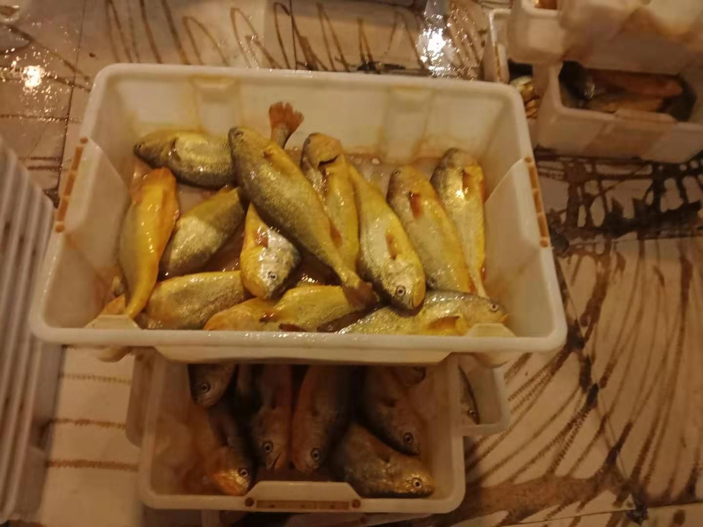  冰鲜黄花鱼，当天捕捞，全国发货