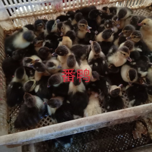 南宁西洋鸭苗  大种花番鸭出壳苗200只起发货