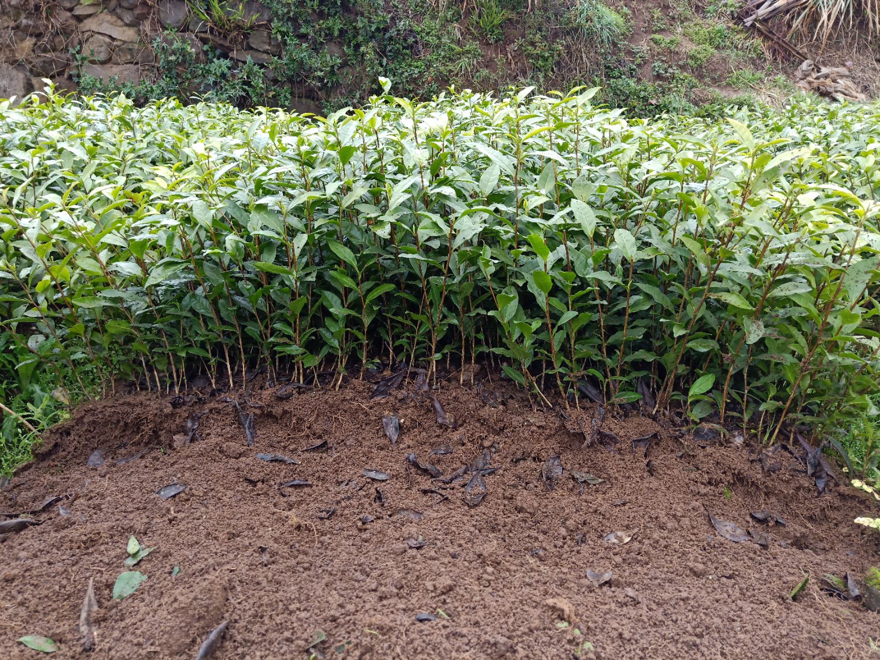 乌牛早茶苗  龙井茶叶苗 黄金牙 乌牛早 奶白茶 龙井茶白茶苗