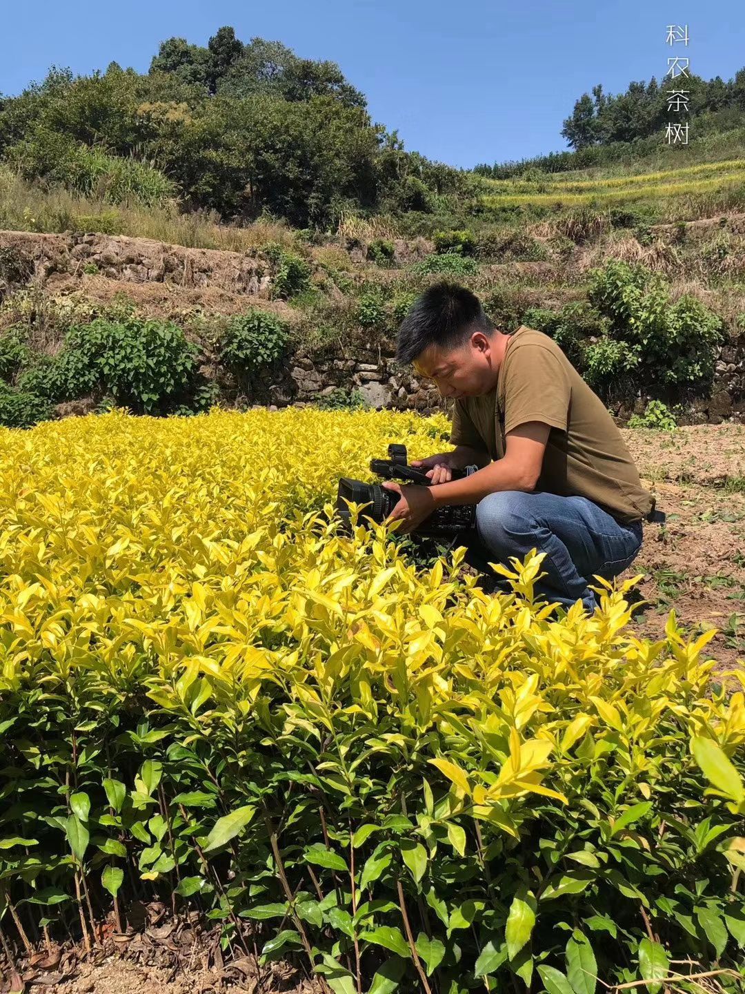 乌牛早茶苗  龙井茶叶苗 黄金牙 乌牛早 奶白茶 龙井茶白茶苗