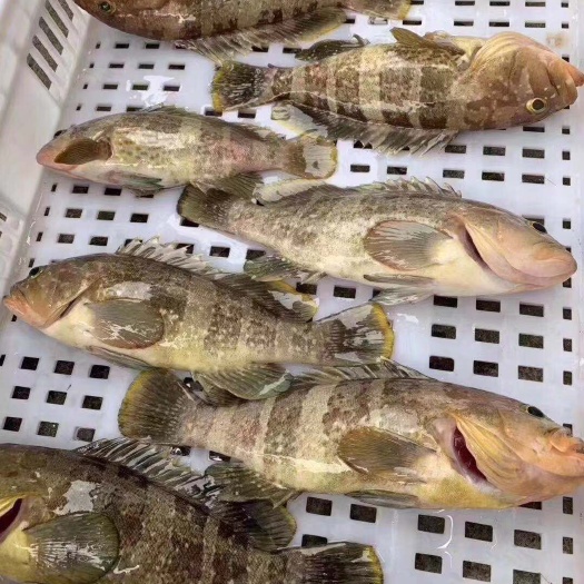 漳州 海捕石斑鱼