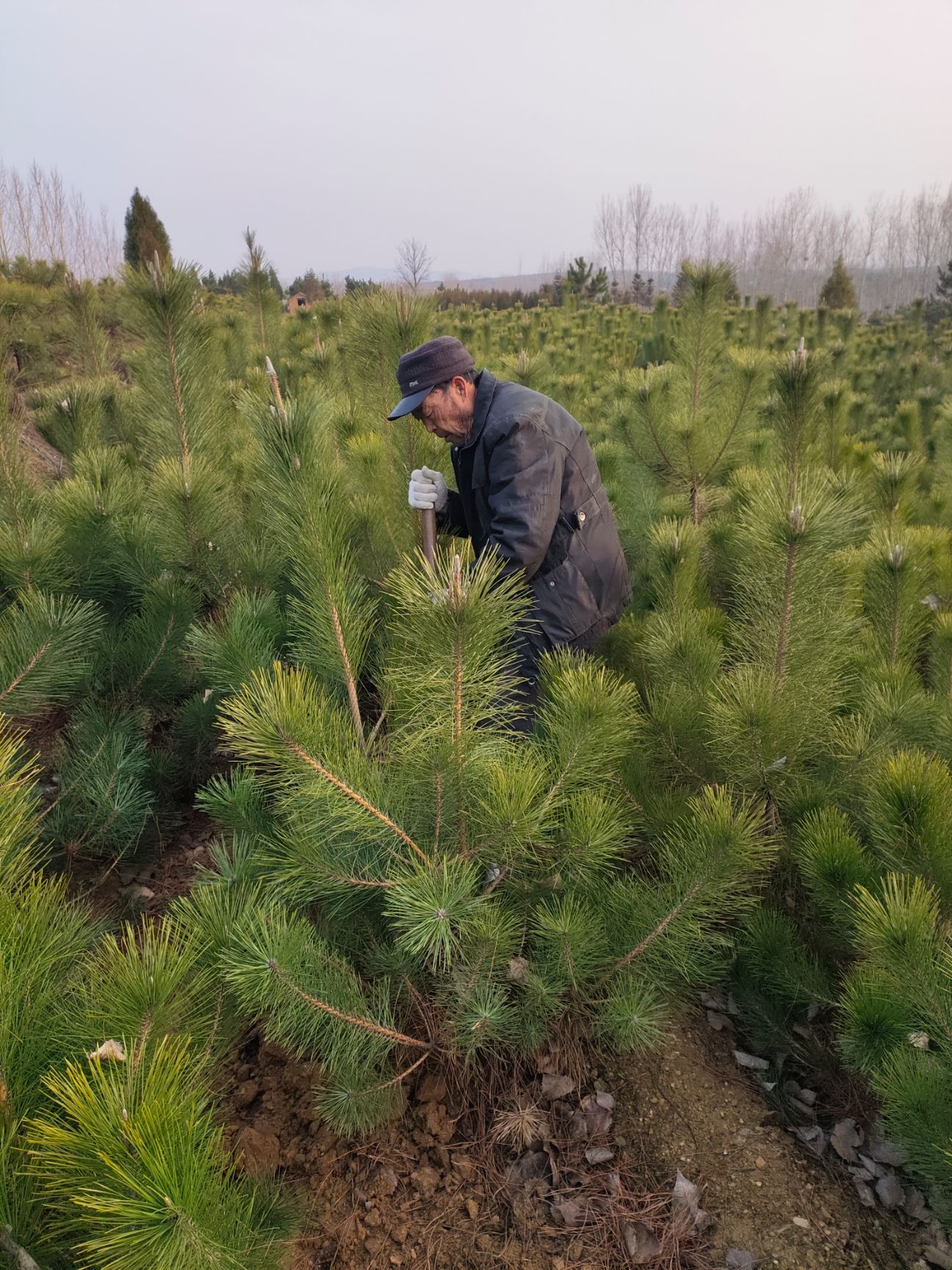  黑松  四季常青 高度1.5米到2米