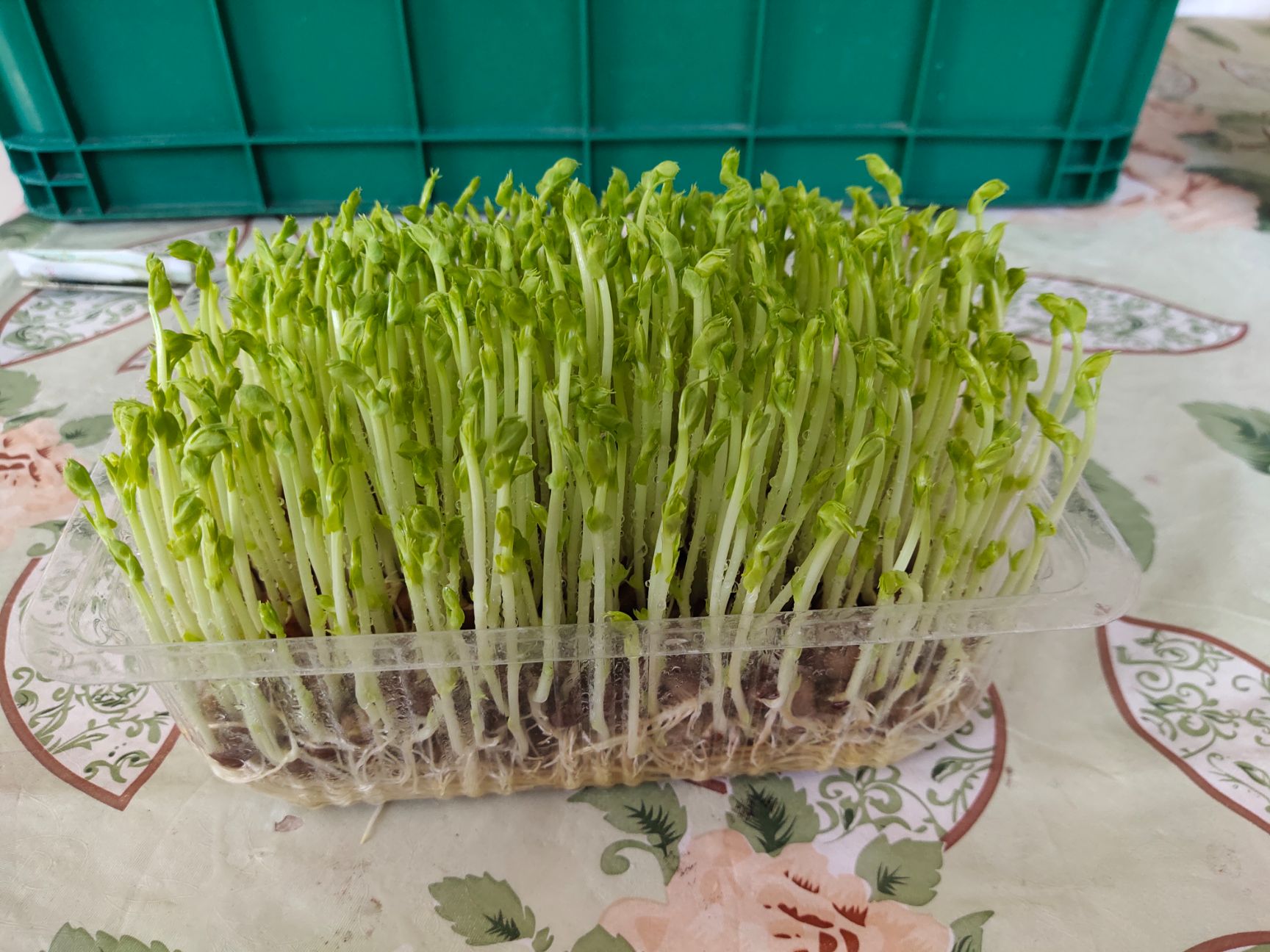  有机芽苗菜豌豆苗