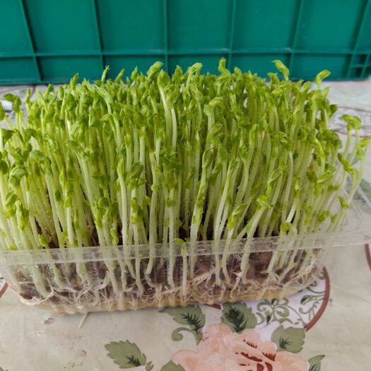 永登县 有机芽苗菜豌豆苗