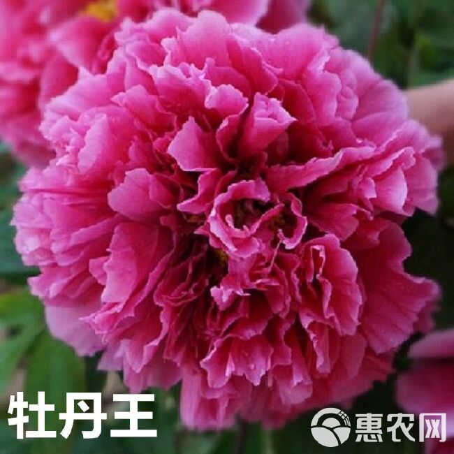 牡丹苗菏泽牡丹花苗带芽孢发货花室植物盆栽单瓣多分枝(混色)