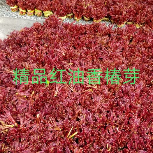 达州大竹新鲜红油香椿芽，蔬菜现采批发零售