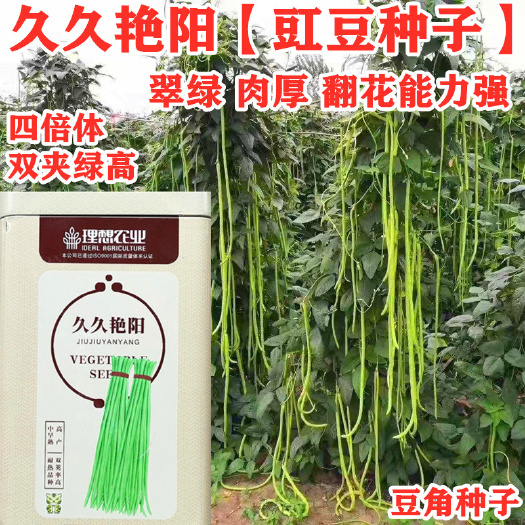 沭阳县久久艳阳豆角种子高端品种原装500克罐装中早熟高产基地专用