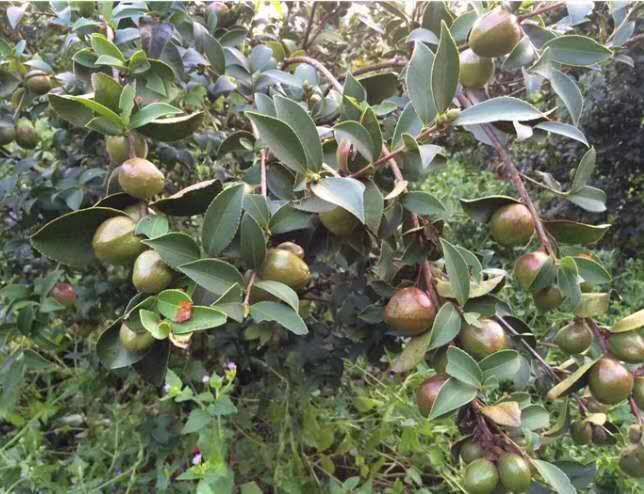 灵山县油茶苗 软枝油茶树苗嫁接苗