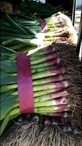汝州市 汝州市纸坊镇红根蒜苗量大，质量好欢迎老板们下单
