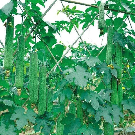 夏邑县鼎牌优比1号丝瓜种子，早熟，果皮翠绿肉质细滑，微皱耐贮运