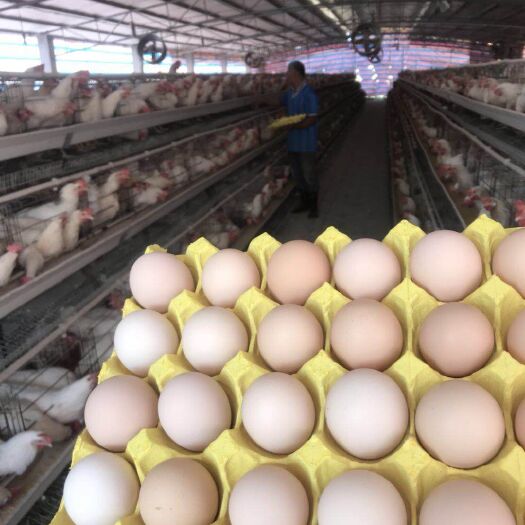 普通鸡蛋 产地供应，质量保证放心购