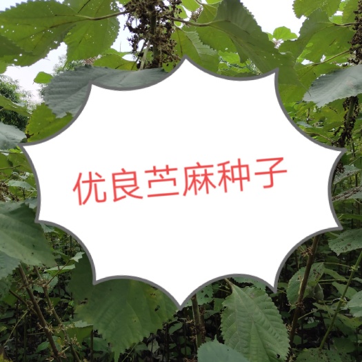 苎麻  优良种子