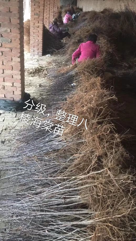 1年生八棱海棠苗，大型机械挖苗，人工分级整理发货。基地直销