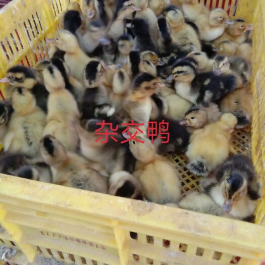 南宁杂交鸭苗  大种杂交鸭出壳苗200只起发货
