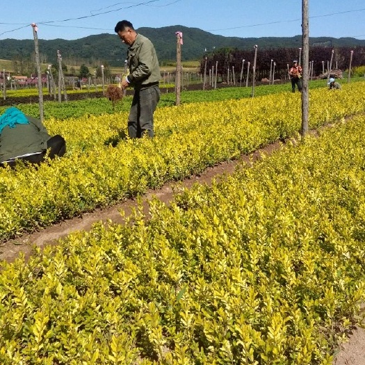 金叶水蜡  金叶水腊，紫叶水腊现货，货好。