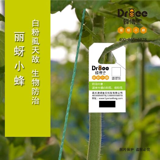 生物防治虫 Dr.bee蜂博士丽蚜小蜂