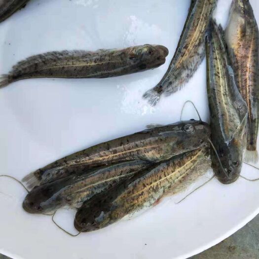 博罗县大口鲶鱼苗  、南方、鲶鱼苗