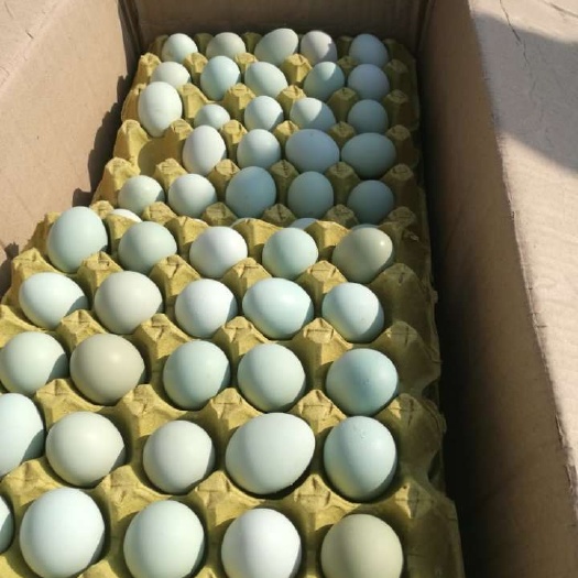 新郑市 绿壳鸡蛋 绿皮土鸡蛋 480枚/箱