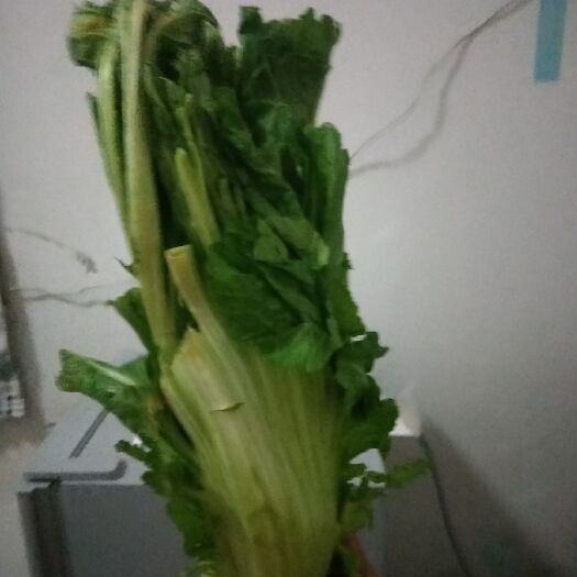 昆明苦菜