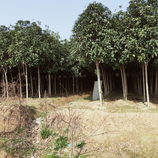 衡阳丹桂