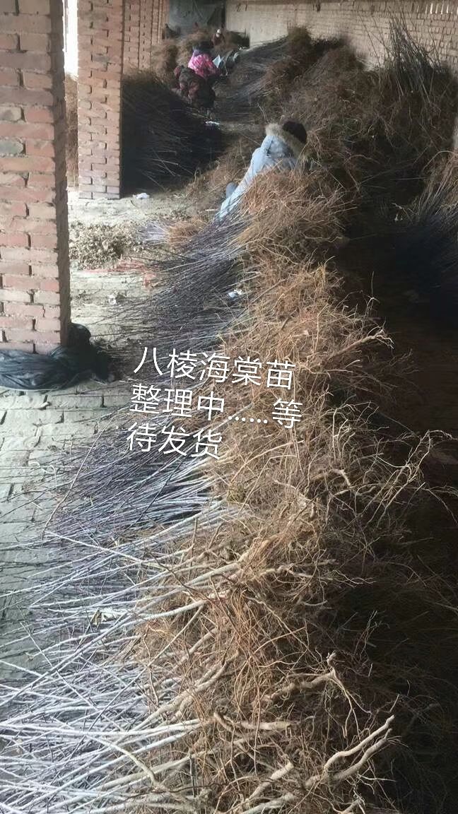 1年生八棱海棠苗，大型机械挖苗，人工分级整理发货。基地直销