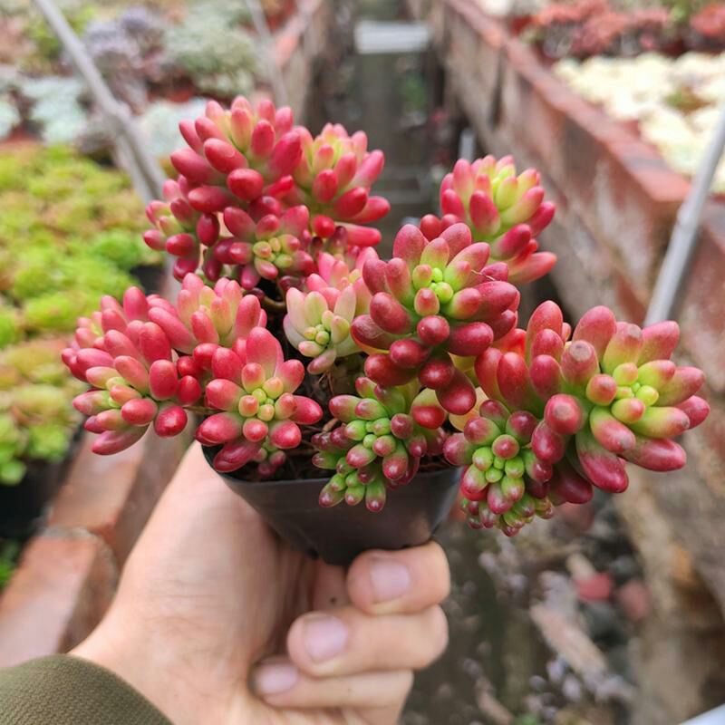 虹之玉锦批发] 虹之玉锦小老桩多肉植物多头红色肉肉绿植花卉裸根不带土 