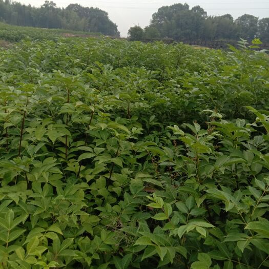 万载县 中花吴茱萸苗