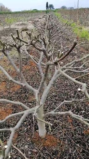 樟树市吴茱萸苗 出售五年以上江西中花吴茱萸树，有要的可联系