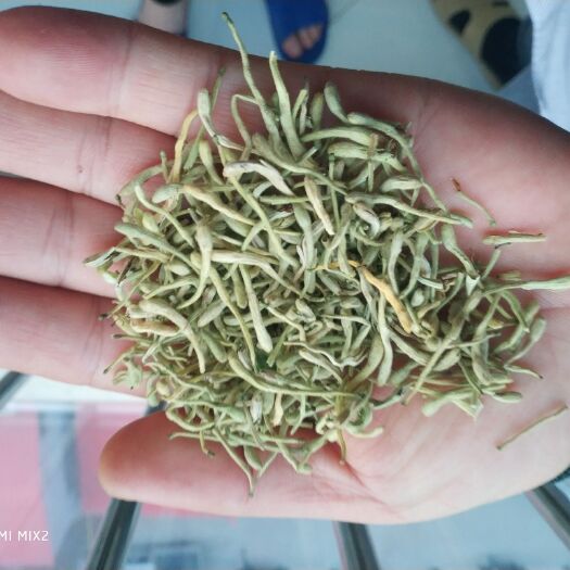 巨鹿县金银花