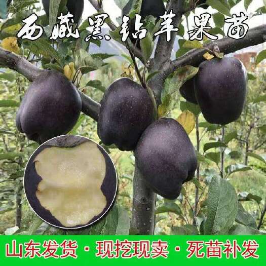 平邑县黑钻苹果树苗 黑钻苹果苗基地直销现挖现卖全国包邮保真保活保挂果